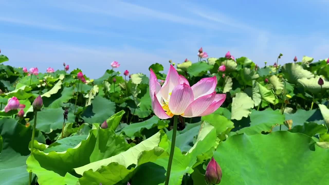 lotus