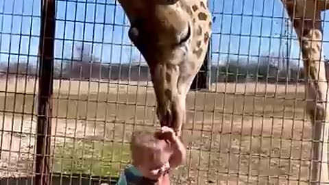 Giraffe and child cute interaction