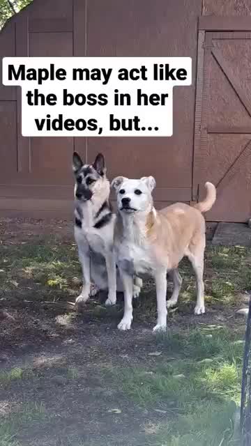 Maple's Overseer #shorts #shepsky #gettingolder