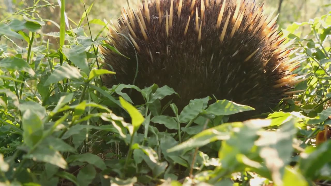 The Mysterious Western Long-Beaked Echidna: Nature's Enigma