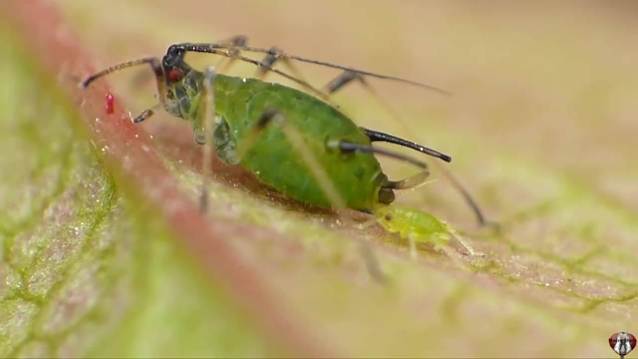 Aphid Live Birth - Macro Video _ Photography - Panasonic + Raynox - Macro Shots