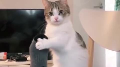 Funny cute cat