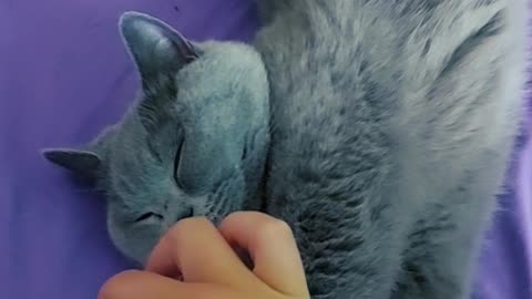 Sleepy kitty get open up with treat