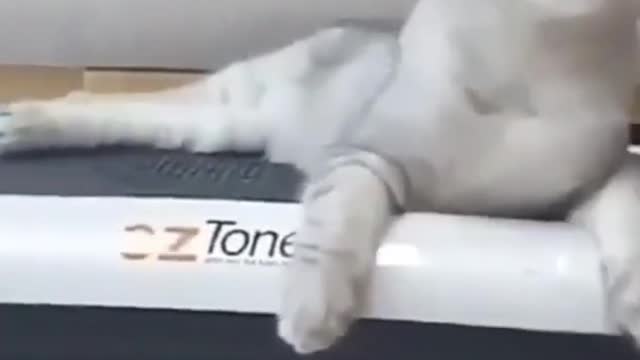 Funny catππ | Best funny videos | Short Funny videos
