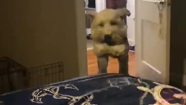 Teddy jumping on the bed in slow motion