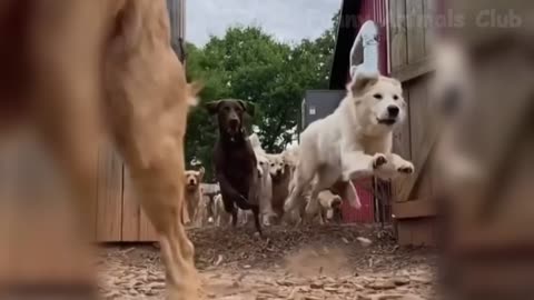 The most funny act of cats and dogs