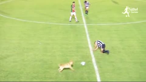 The behavior of animals entering the soccer field is funny