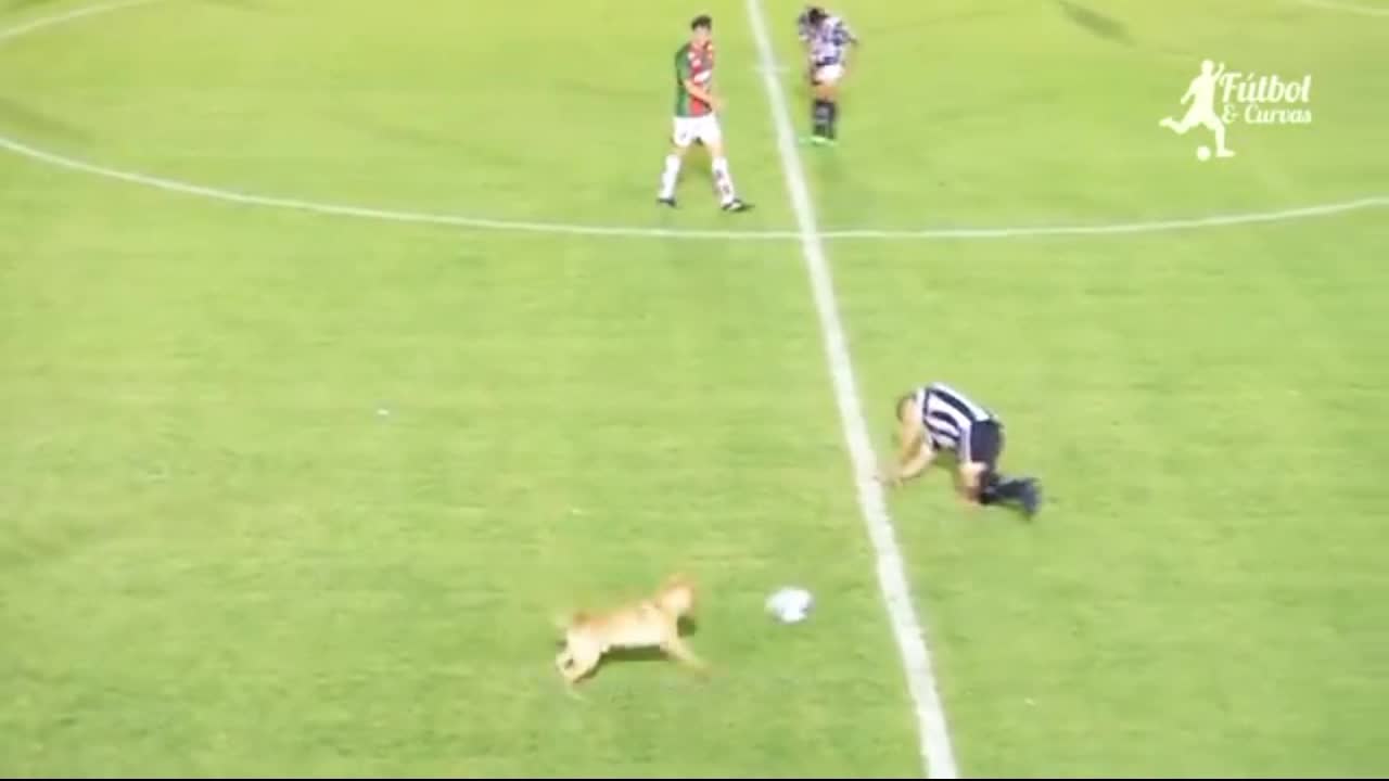 The behavior of animals entering the soccer field is funny