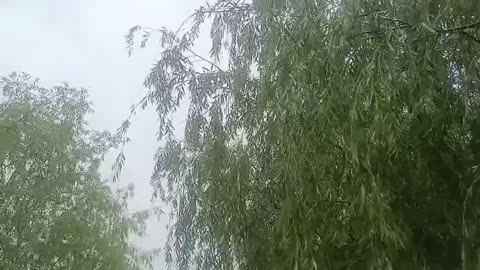 Willow tree in my hometown