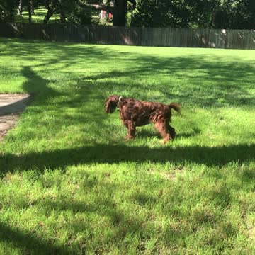 Ryder setting a bird