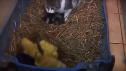 La Gata 🐱Adopta los Patitos🦆🦆🦆 😍😍😍