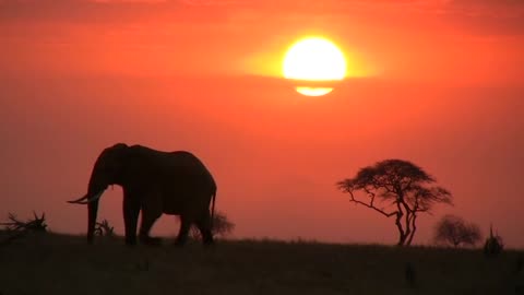 Poaching