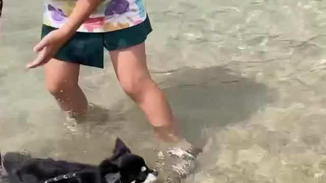Funny dog and girls