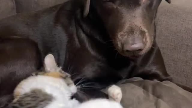 Dark labra dog vs cat videos #Dog #Cat #Play #Funny