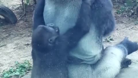 Baby bear and kitten were good friends. Once, the kitten suddenly attacked baby bear