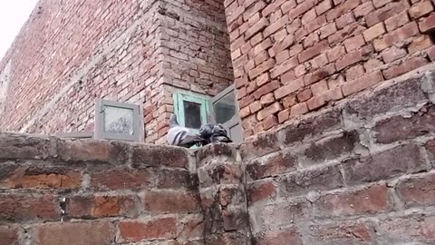 Great viral vedio kissing of birds