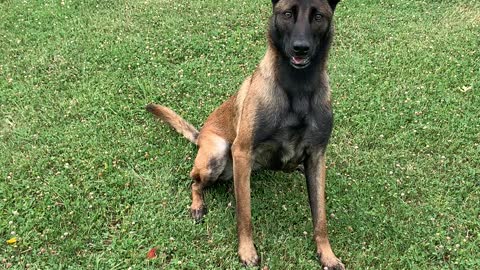 Belgian Malinois