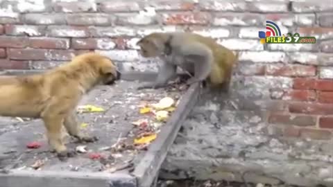 The monkey bothers the dog