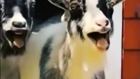 Funny pets 😂 watch to the end 🤣🤣