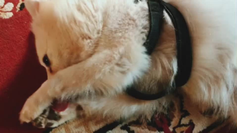 Puppy’s day