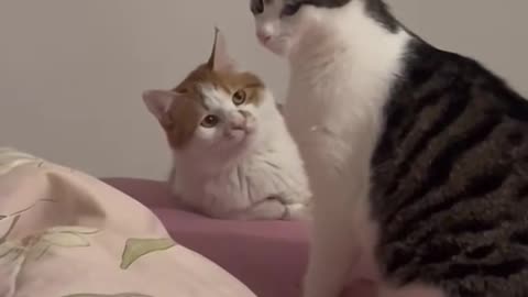 The way she ignore him🤣