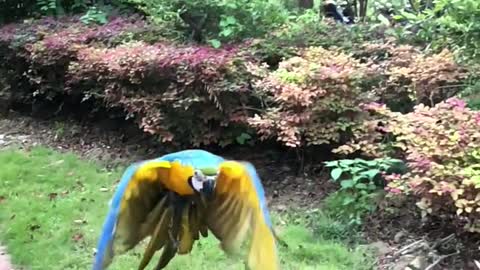 Take my parrot