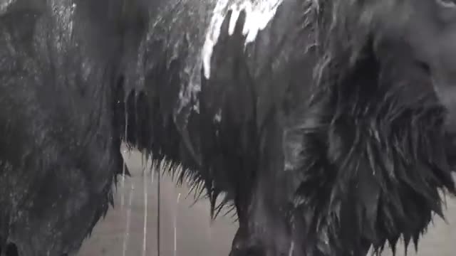 Newfoundland dog tries to eat air tube of death