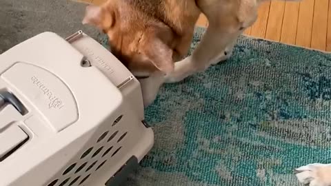 This Pup Is In Love With His Blind Foster Kittens |