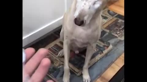 5 Viral Dogs | CUTE tiktok compilation |