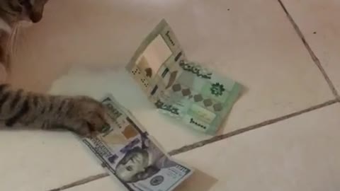 Smart cat 😂