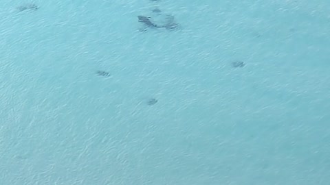 Shark in Tumon Bay, Guam