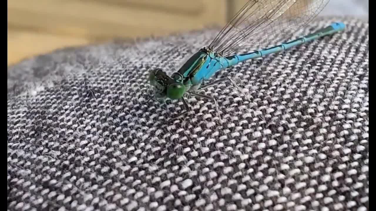 blue dragonfly