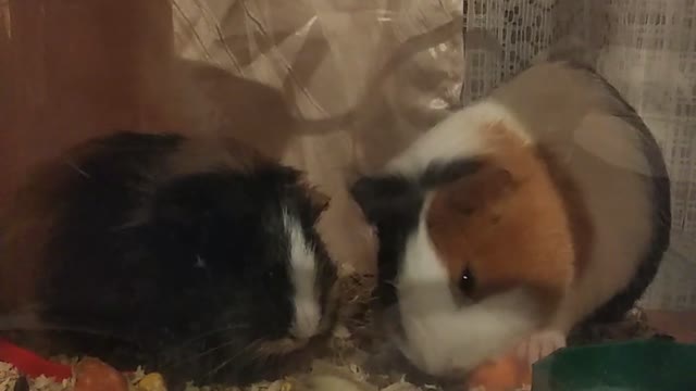 guinea pig eats carrots with her baby