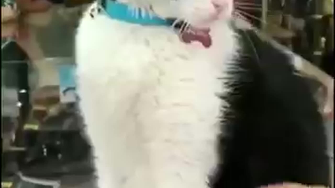 Funny 😂🤣 cats