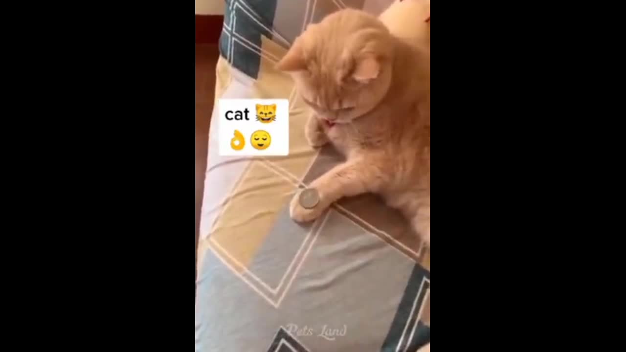 Cats funny video// animals video //small cat video ///...