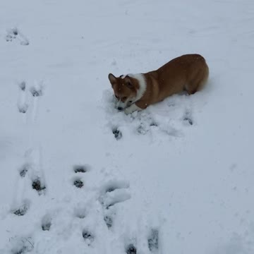 Corgi loves to attack snowballs!