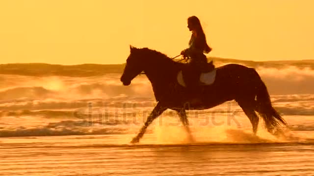 horse running on the beach