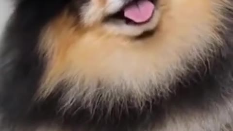 Cute dog