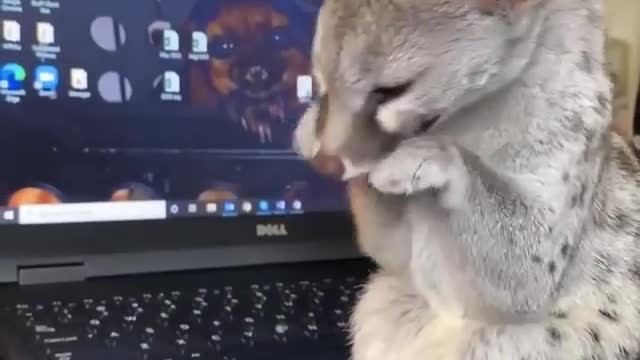 Very tired from work, This is my computer