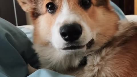 My corgi