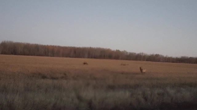 Bugling elk