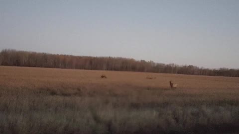 Bugling elk