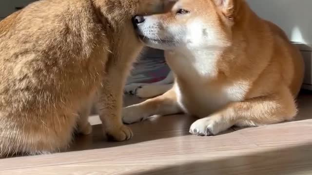 Cat and dog video