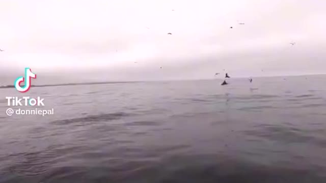 Insane Whale Encounter