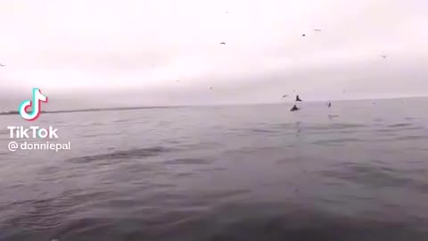 Insane Whale Encounter