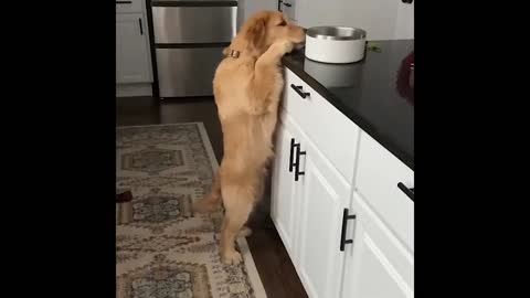 Cute and Funny Cat Dog