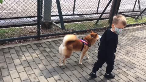 Shiba inu and baby