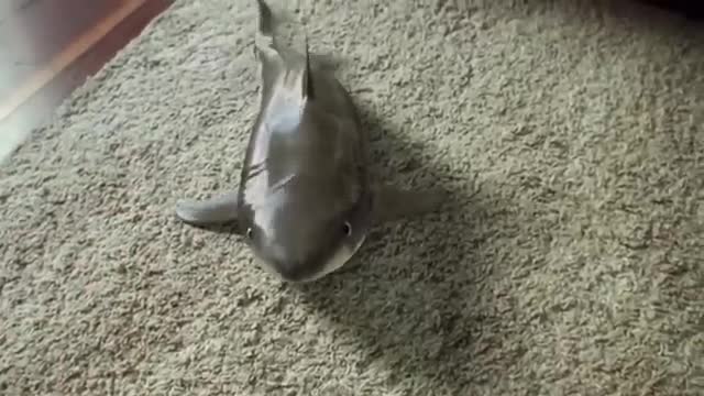 Baby shark drama