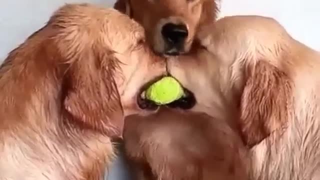 2 dogs fighting for a ball