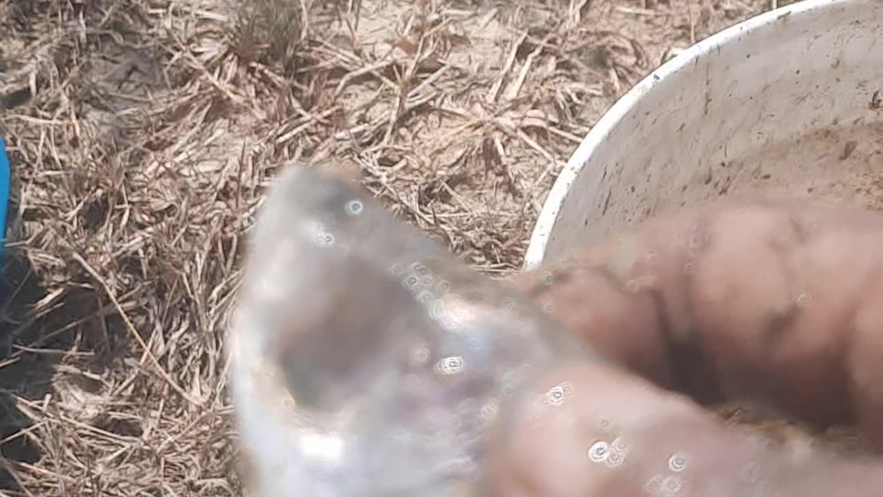 blind fish.